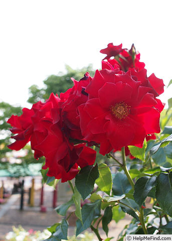 'Glowing Ruby (floribunda, Zary)' rose photo
