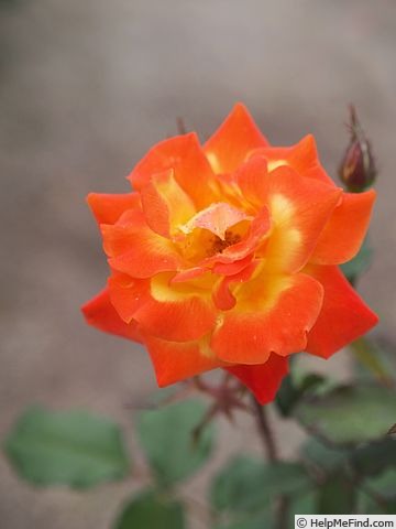 'Conqueror's Gold' rose photo