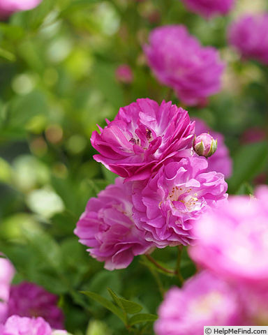 'Hikoboshi' rose photo