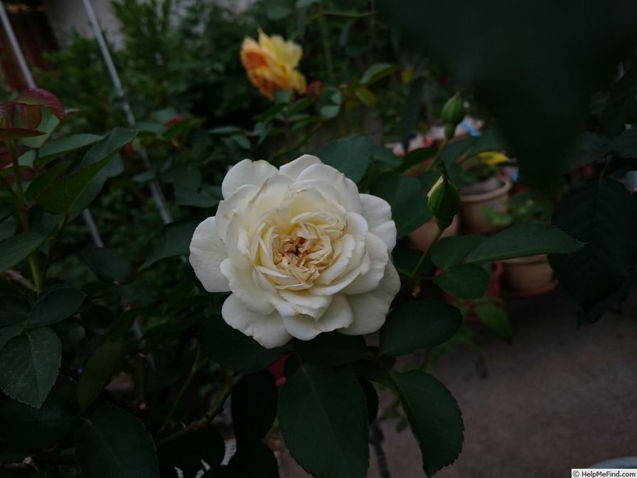 'White Meilland' rose photo