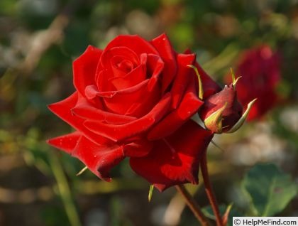'Matador (floribunda, Pekmez)' rose photo