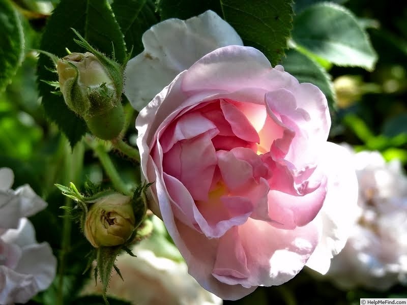 'Incarnata' rose photo