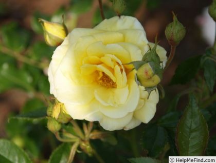 'Citronelle (polyantha, Delforge, 2001)' rose photo