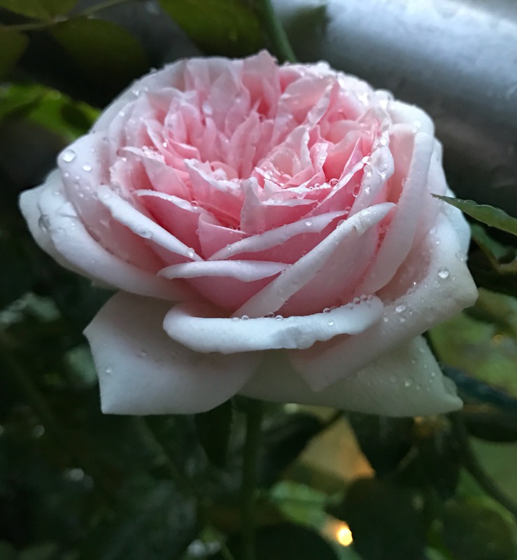 'Aphrodite ® (shrub, Evers/Tantau, 2000/06)' rose photo
