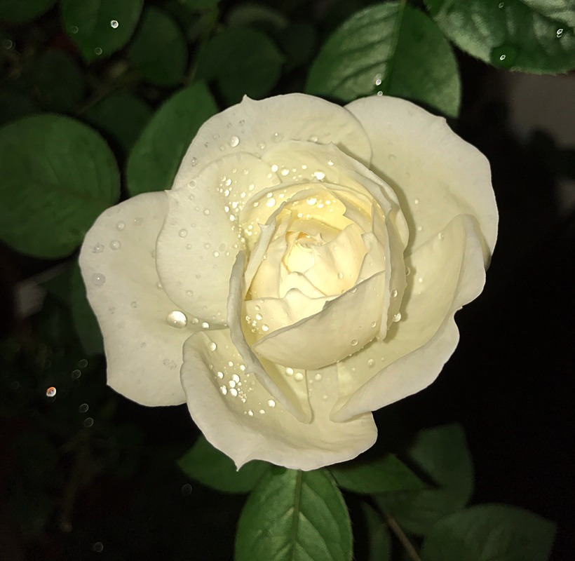 'Lapin' rose photo