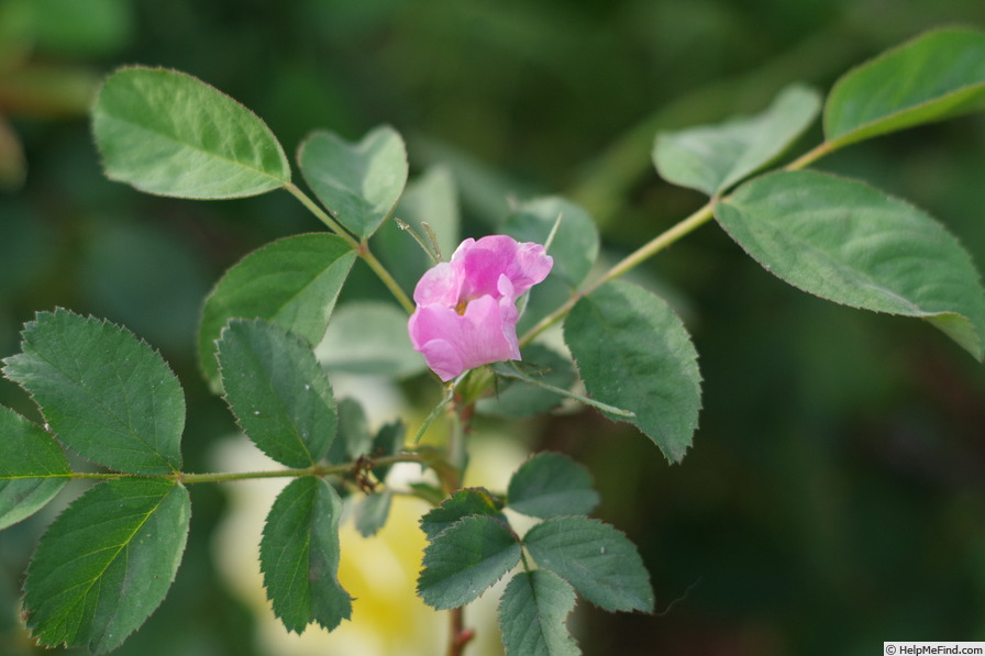 'R. pomifera (double form)' rose photo