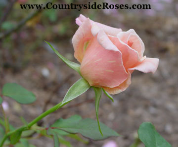 'Serendipity (shrub, Buck, 1978)' rose photo