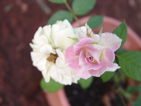 'Rainforest' rose photo