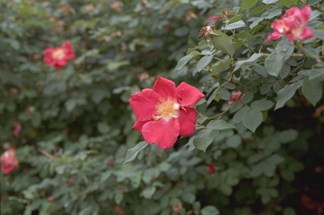 'Redcoat' rose photo