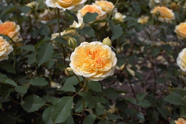 'Molineux' rose photo