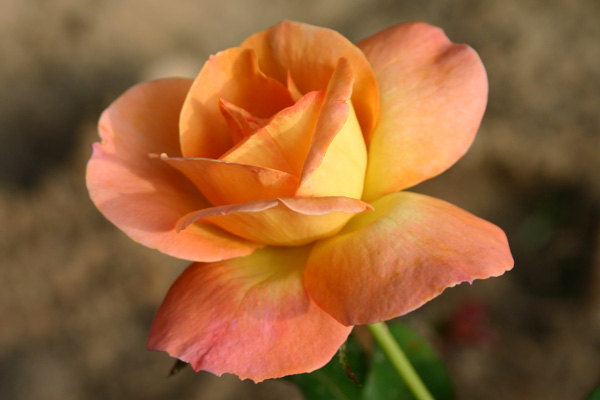 'Bengal Tiger ™' rose photo