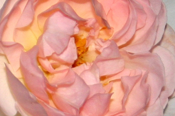 'Sharifa Asma ®' rose photo