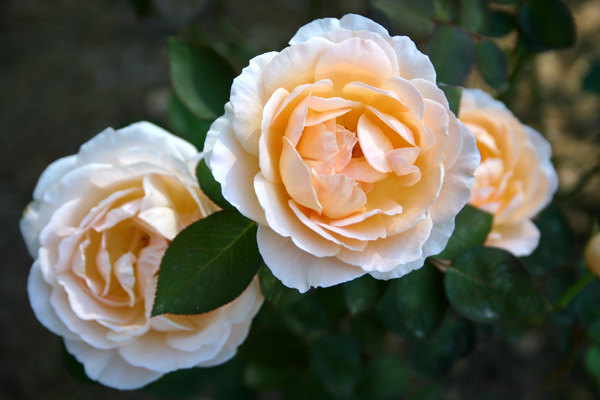 'Tamora (shrub, Austin, 1983)' rose photo