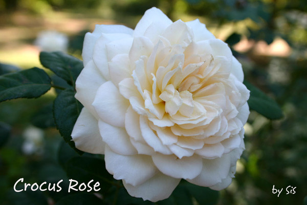 'Crocus Rose' rose photo