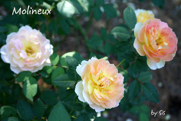 'Molineux' rose photo