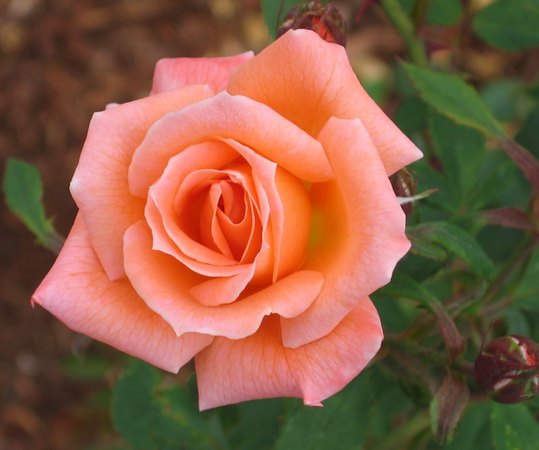 'Cider Cup' rose photo