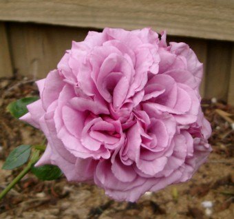 'Ernest's Blue' rose photo