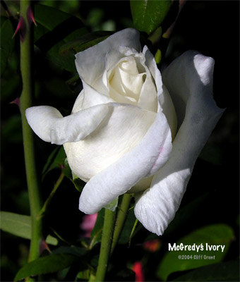 'McGredy's Ivory' rose photo