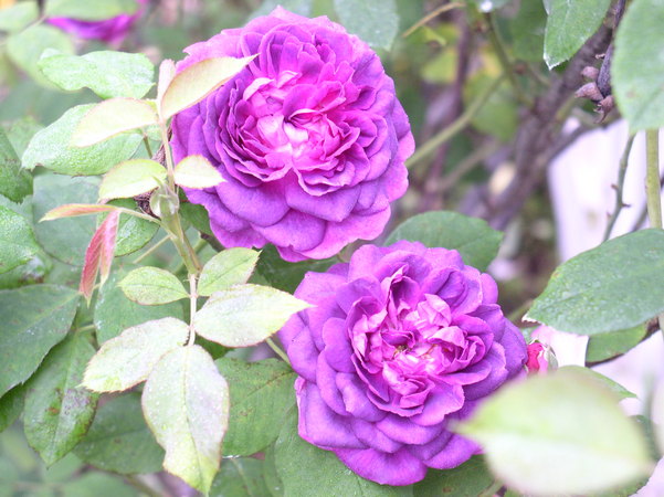 'Reine des Violettes (hybrid perpetual, Mille-Mallet 1860)' rose, click to enlarge 'Reine des Violettes (hybrid perpetual, Mille-Mallet 1860)' rose photo