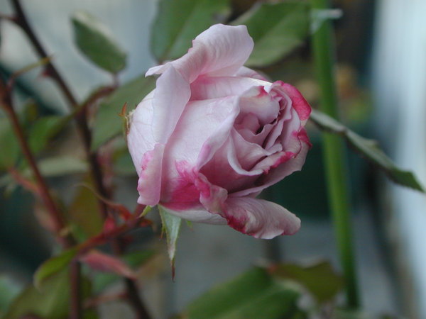 'Lilac Time (hybrid tea, McGredy, 1956)' rose photo