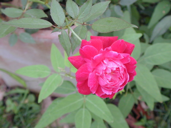 'Louis-Philippe (china, Guérin 1834)' rose photo