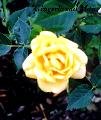 'Gingerbread Man ® (Miniature, Olesen, 1994)' rose photo