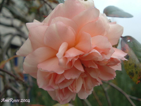 'Paul Noël (Rambler, Tanne, 1910)' rose photo