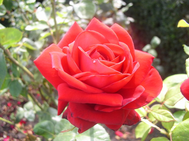 'Burgund 81 (hybrid tea, Kordes 1981)' rose photo