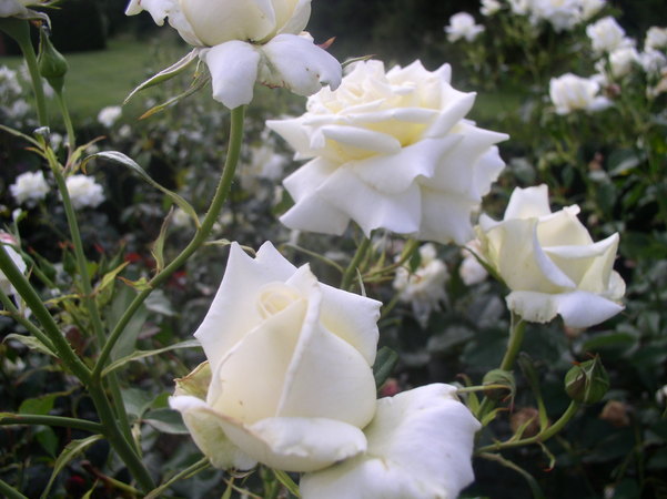 'Caroline de Monaco ®' rose photo