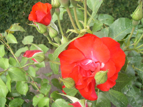 'MEIouscki' rose photo