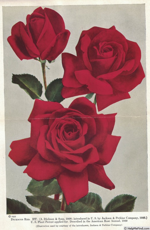 'Dickson's Red' rose photo