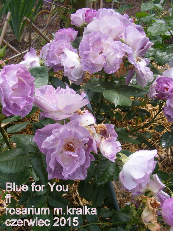 'Blue For You (Floribunda, James 2001)' rose photo