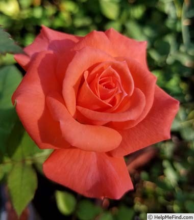 'Orange Classic' rose photo