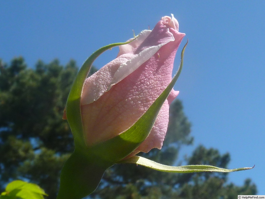 'Belle Portugaise (hybrid gigantea, Cayeux, 1903)' rose photo