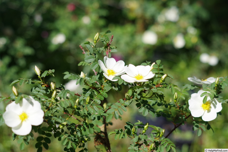 'Gizi's Rose' rose photo