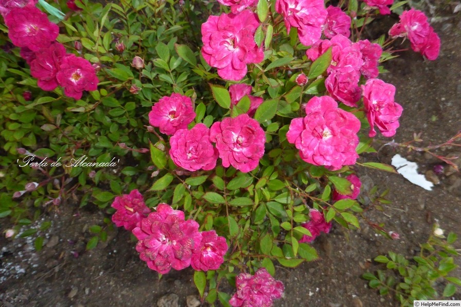 'Perla de Alcanada' rose photo