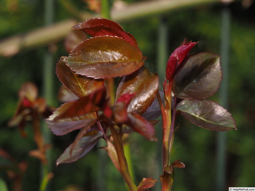 'Crimson Cascade' rose photo