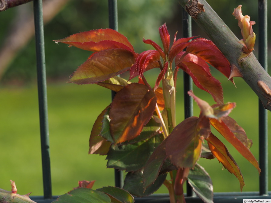 'Tiffany, Cl.' rose, click to enlarge 'Tiffany, Cl.' rose photo