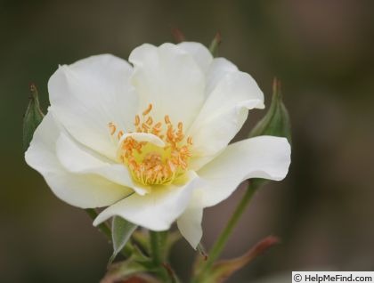 'Weisse aus Sparrieshoop' rose photo