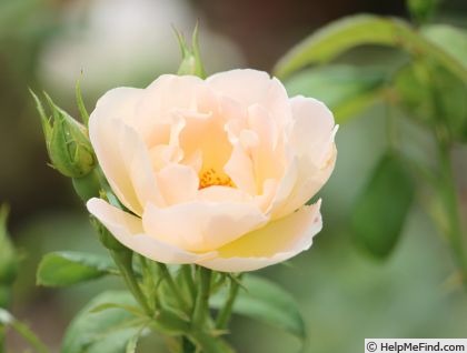 'Columbine' rose photo