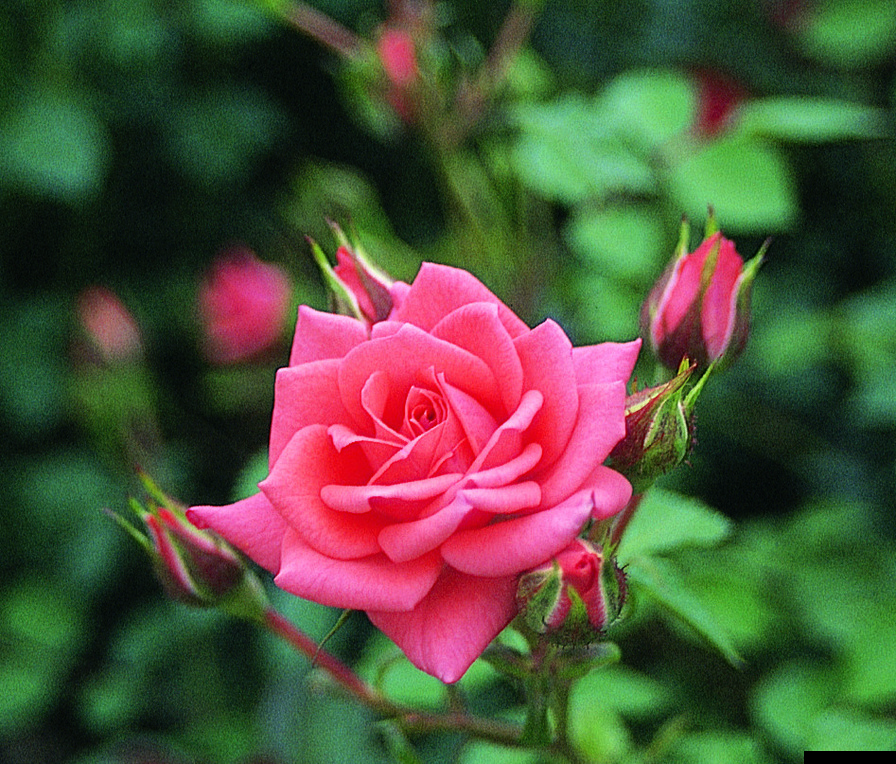 'Coral Leaf' rose photo