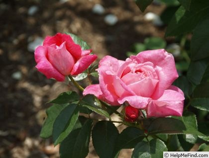 'Jules Gaujard' rose photo