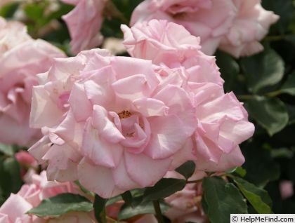 'Sakuragai' rose photo