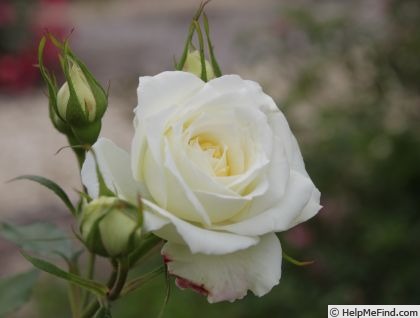 'Starglo' rose, click to enlarge 'Starglo' rose photo