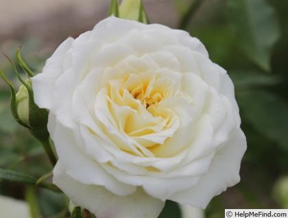 'Starglo' rose, click to enlarge 'Starglo' rose photo