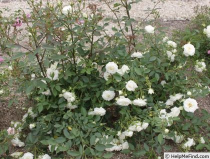 'Starglo' rose, click to enlarge 'Starglo' rose photo