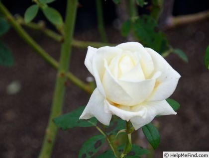 'Hakuchō' rose photo
