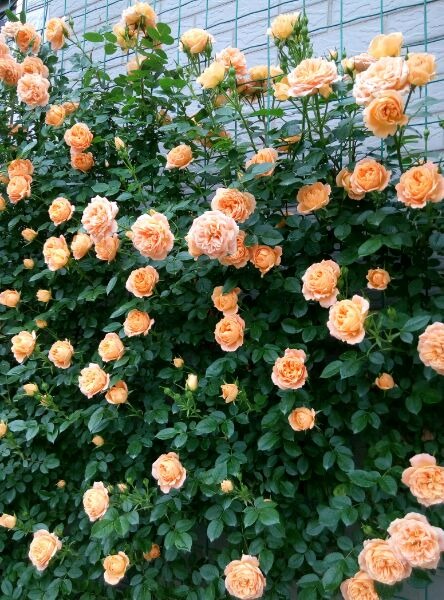 'Sweet Dream (miniflora, Fryer, 1987)' rose photo