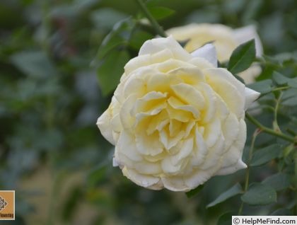 'Stockholm ™' rose photo