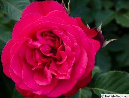 'King of Hearts' rose photo